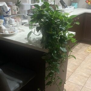 Lush Green Pothos Plant
